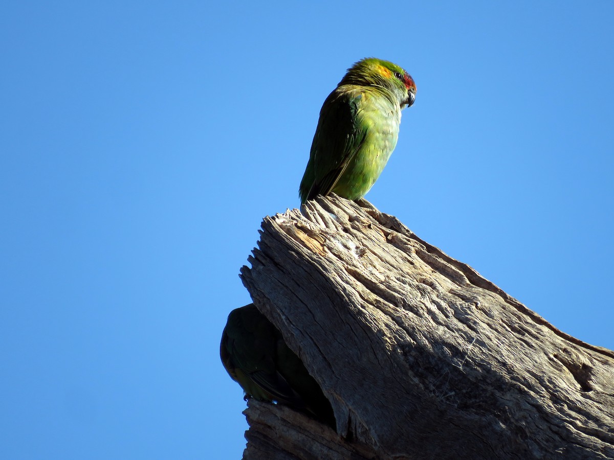 ムラサキガシラジャコウインコ - ML114448081