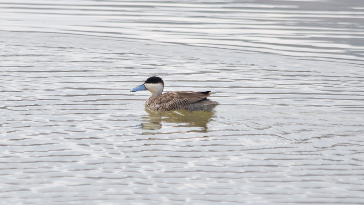 Puna Teal - Cody Cox