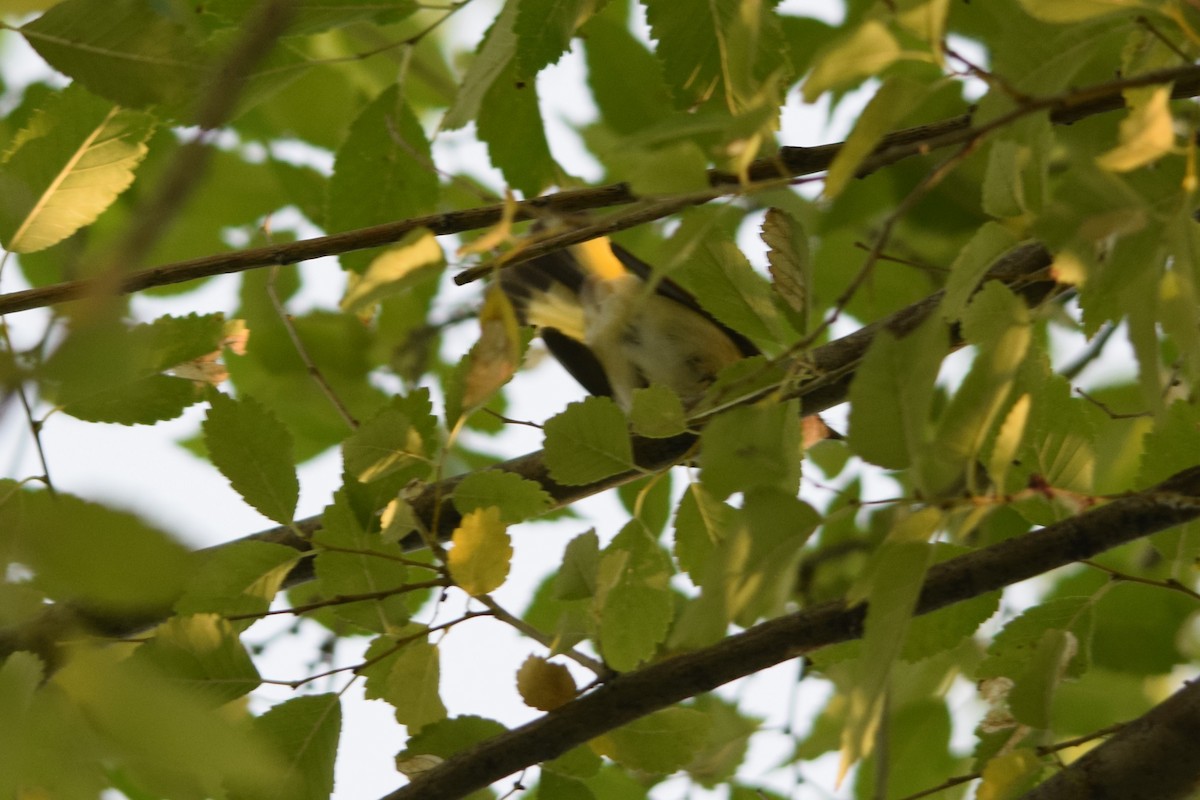 American Redstart - ML114449431