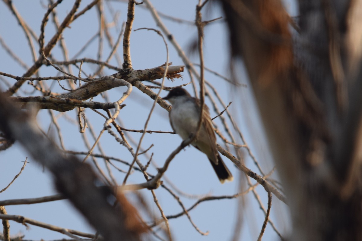 Eastern Kingbird - ML114449501