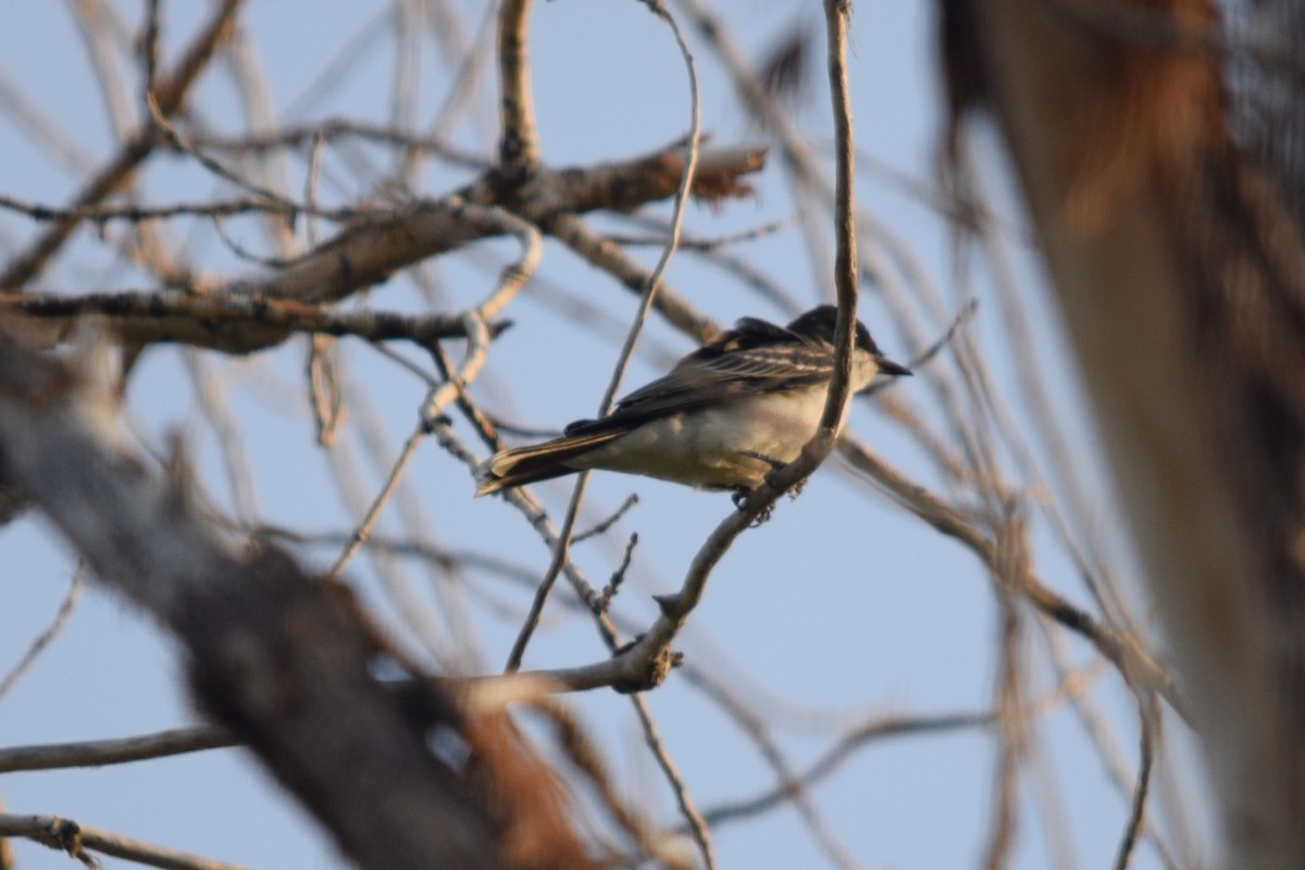 Eastern Kingbird - ML114449511