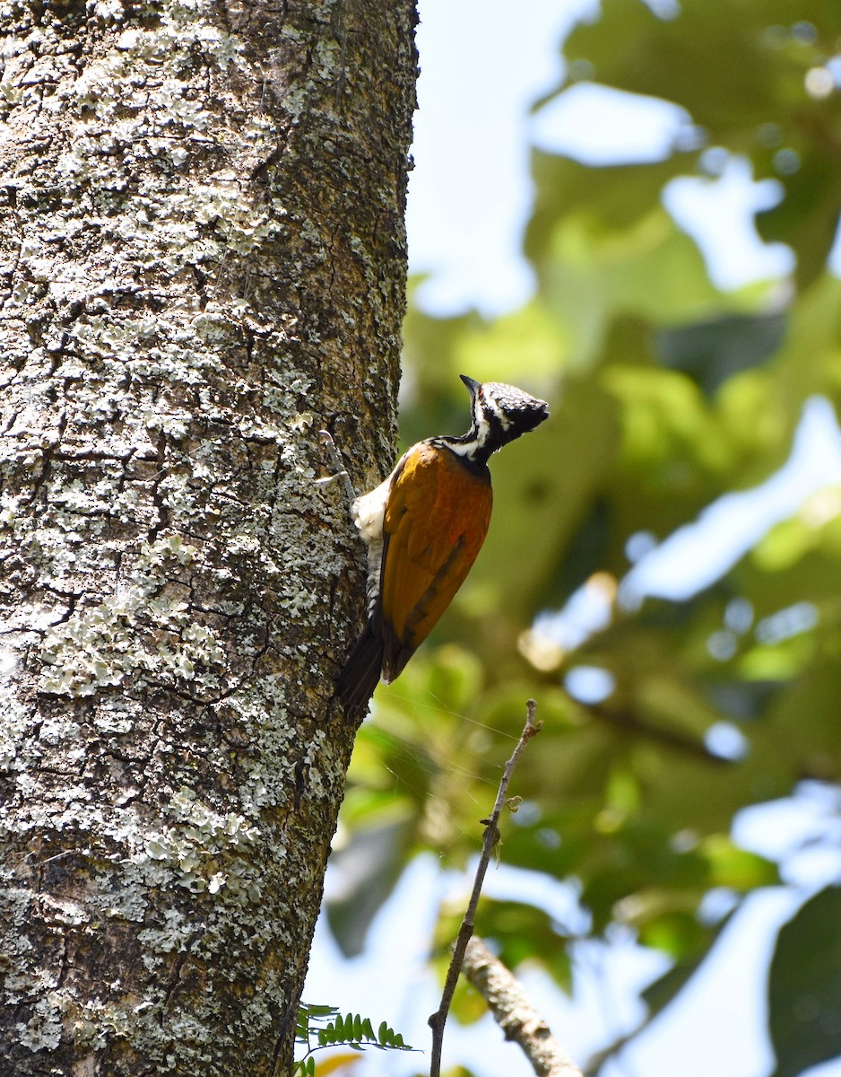 Greater/Common Flameback - Rajesh Radhakrishnan