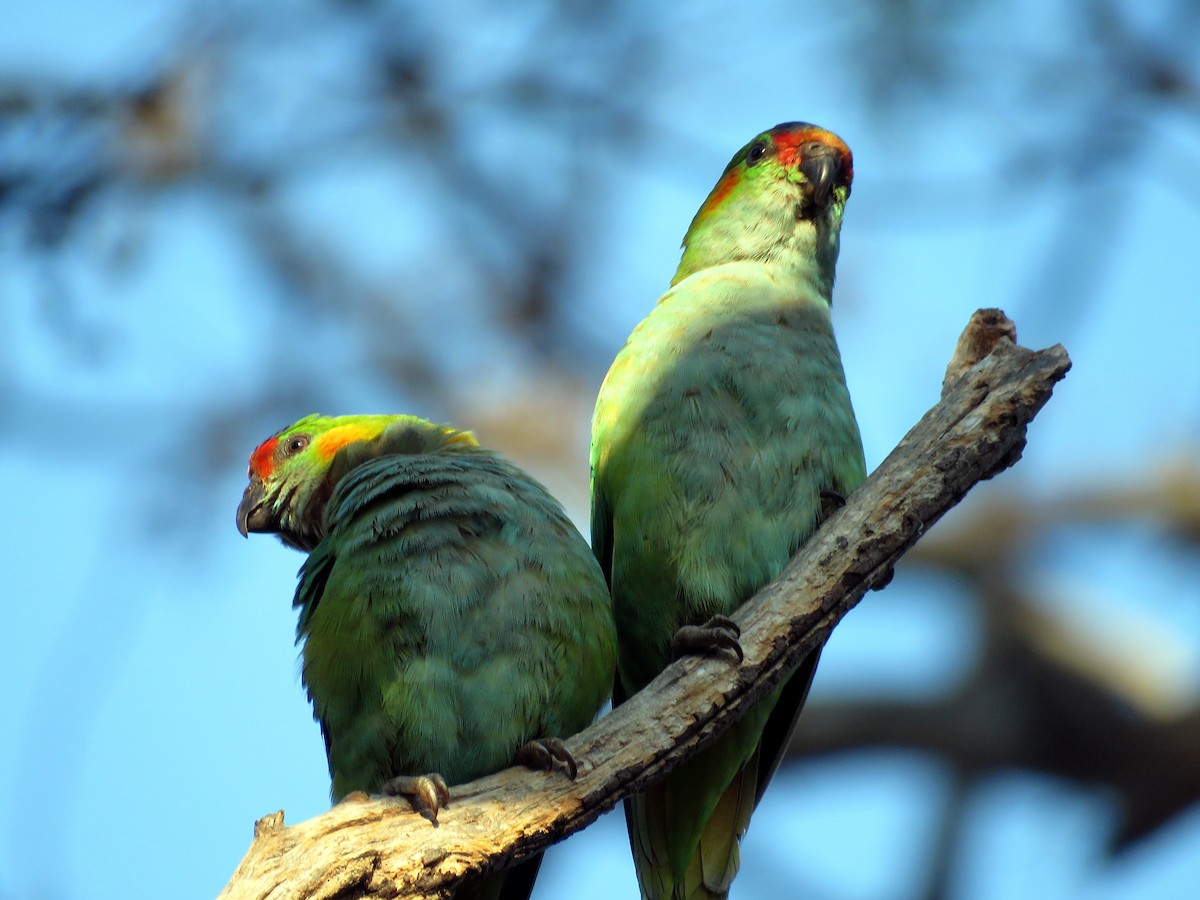 ムラサキガシラジャコウインコ - ML114449751