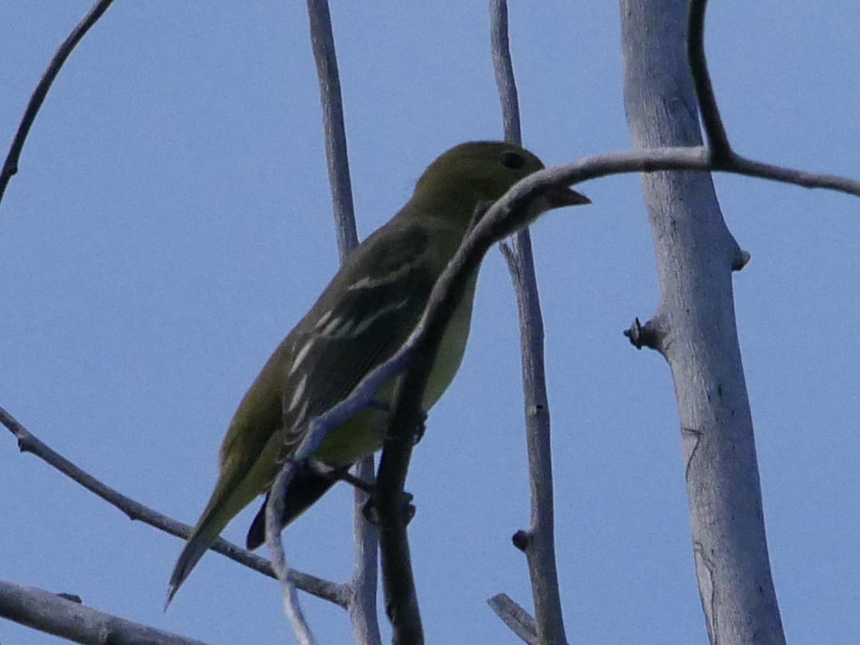 Western Tanager - ML114449961
