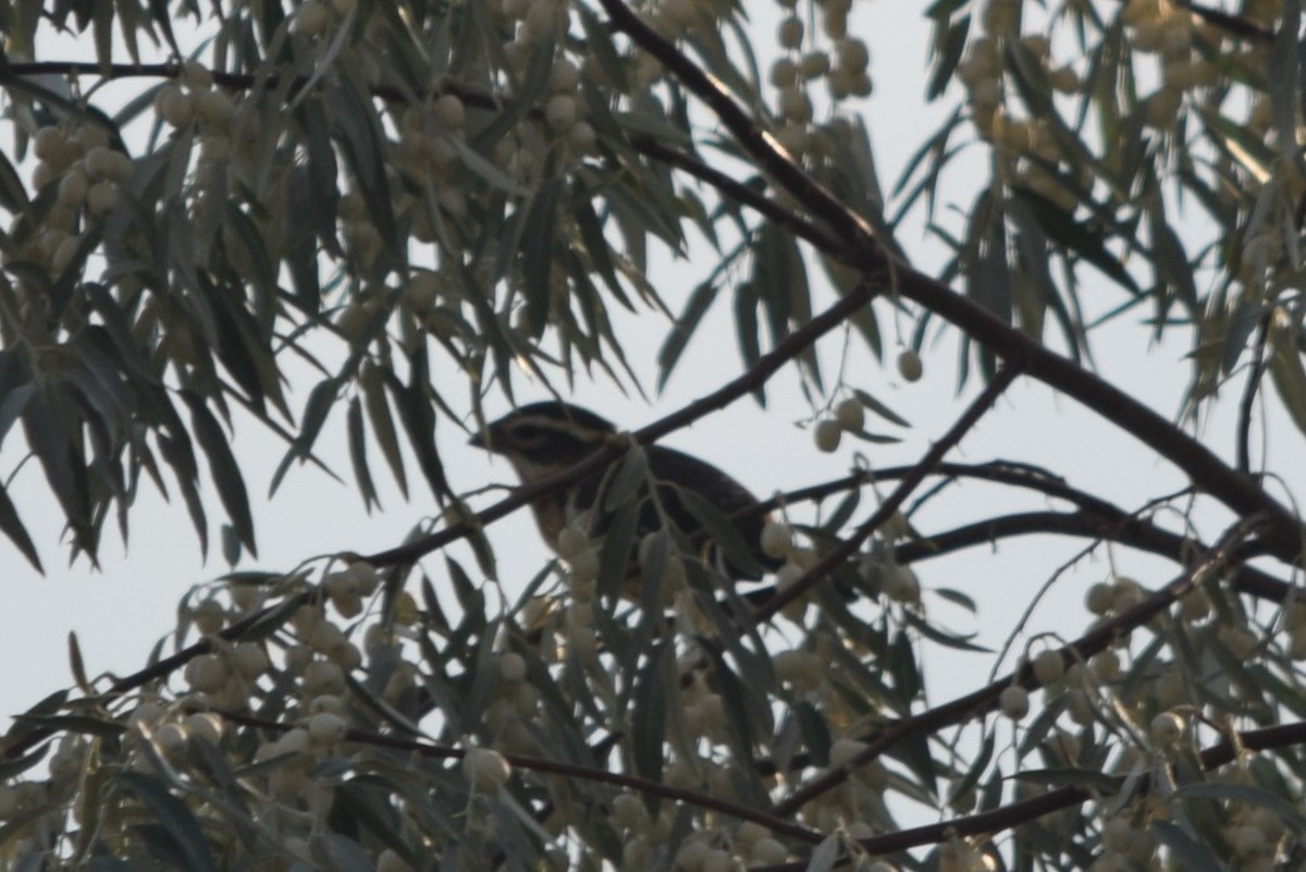 Rose-breasted Grosbeak - ML114450221