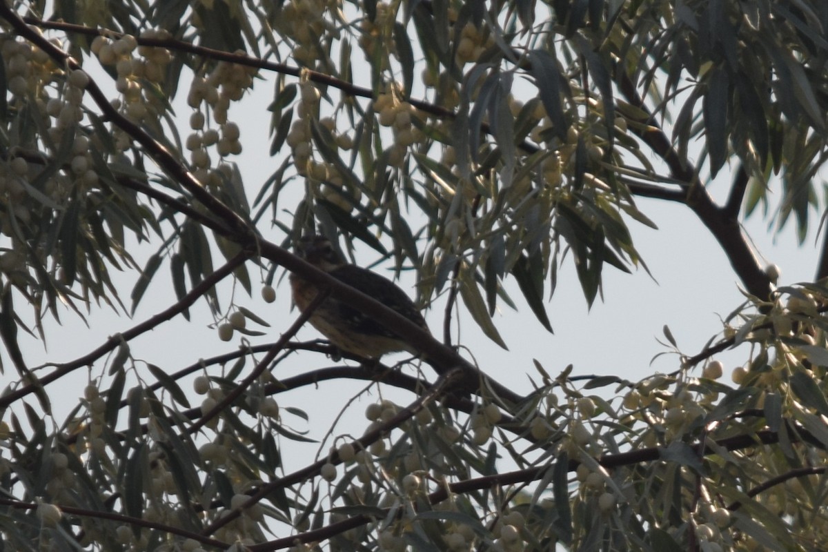 Rose-breasted Grosbeak - Adam Blundell