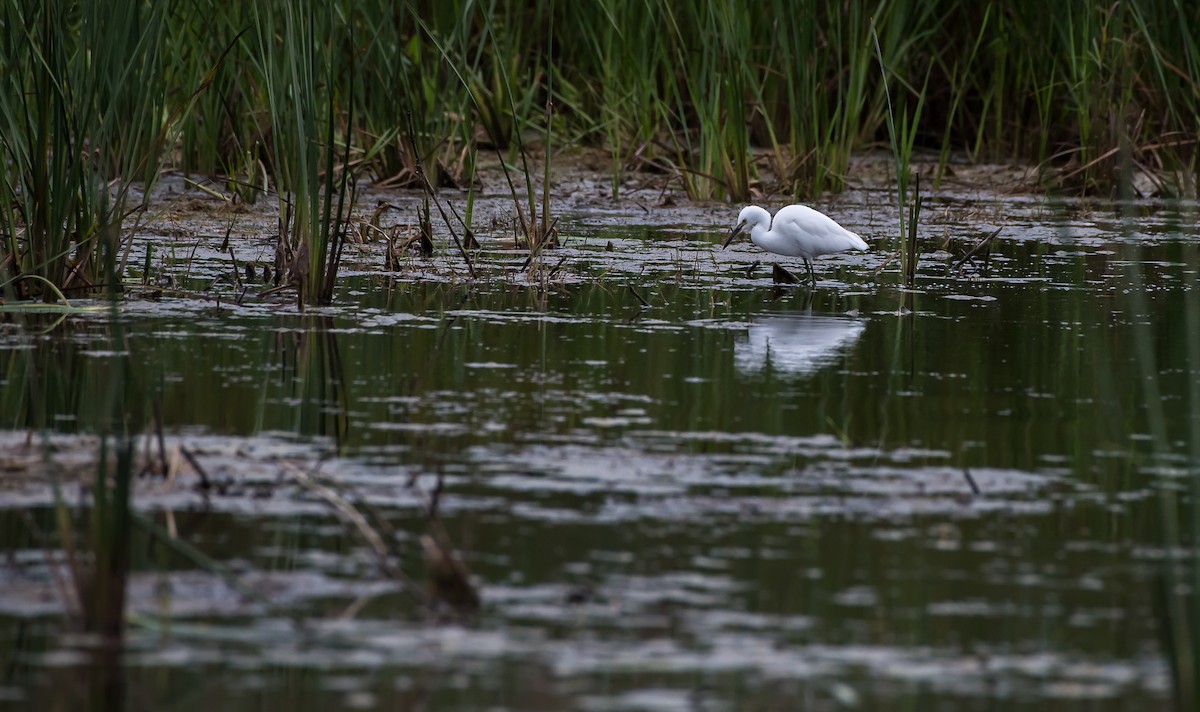 Snowy Egret - ML114451261