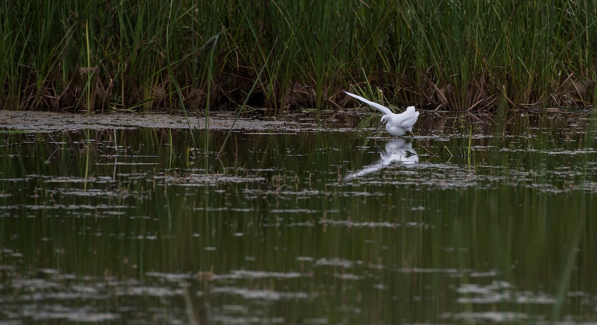 Snowy Egret - ML114451311