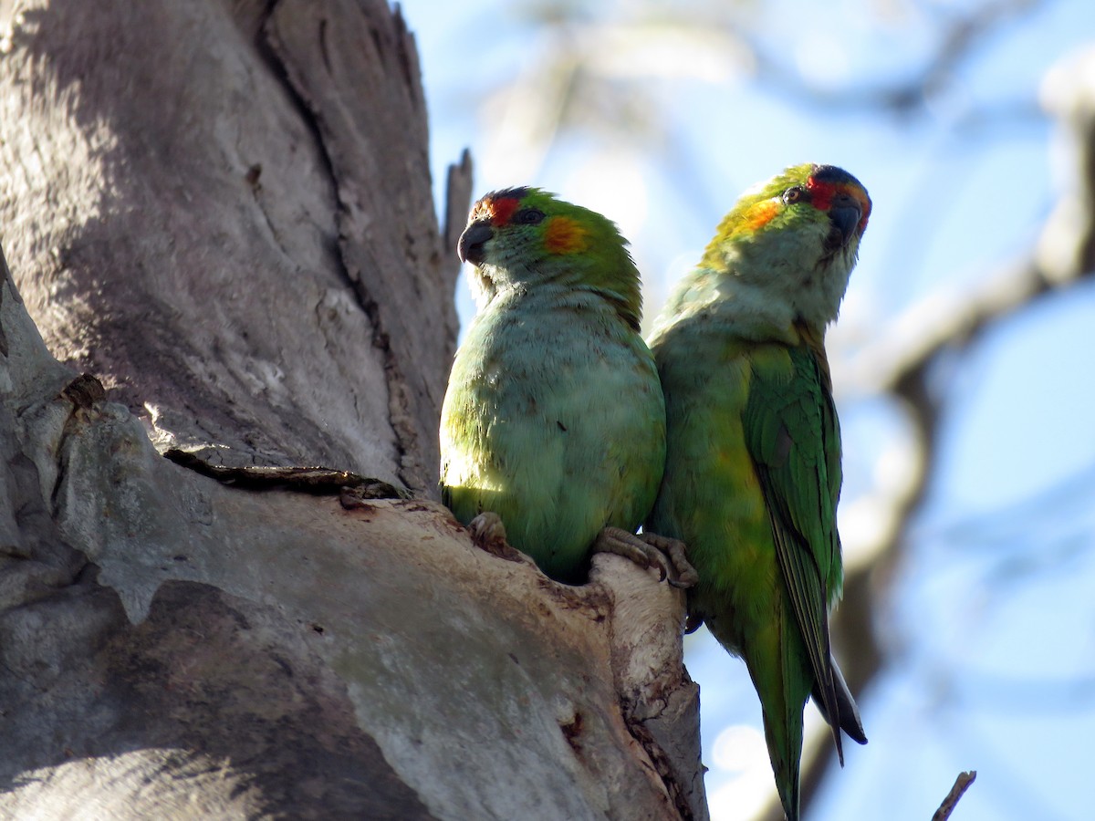 ムラサキガシラジャコウインコ - ML114452281