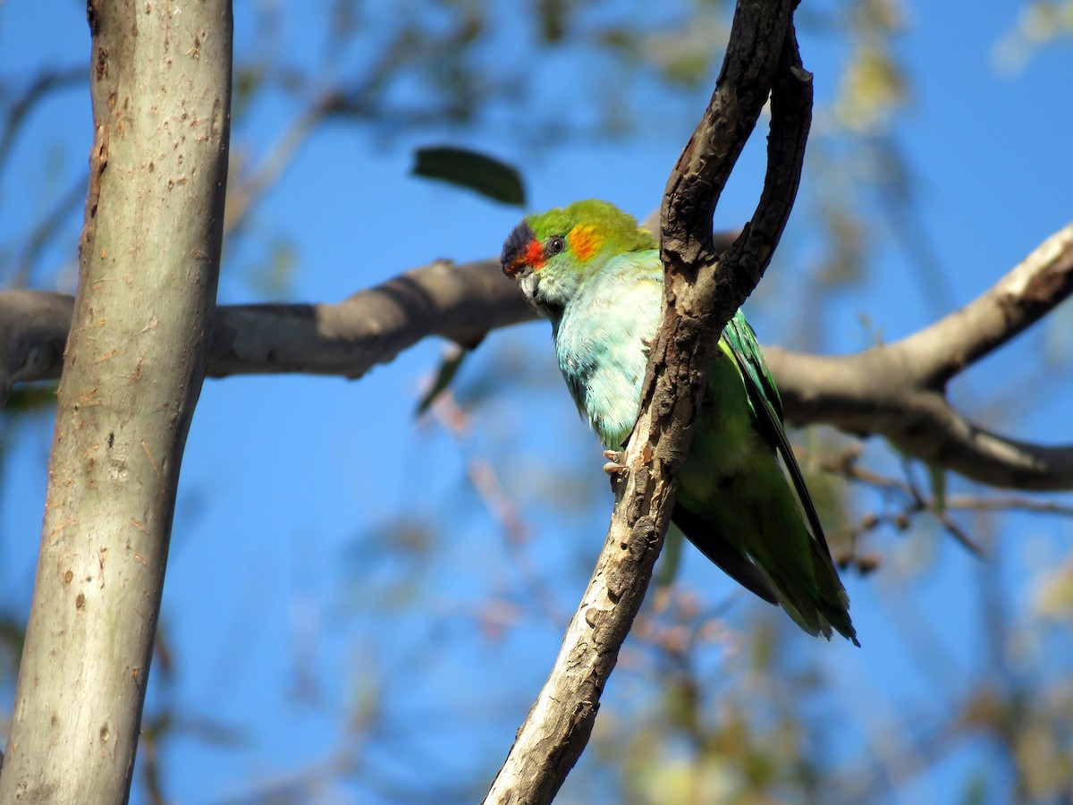 Purple-crowned Lorikeet - ML114452291