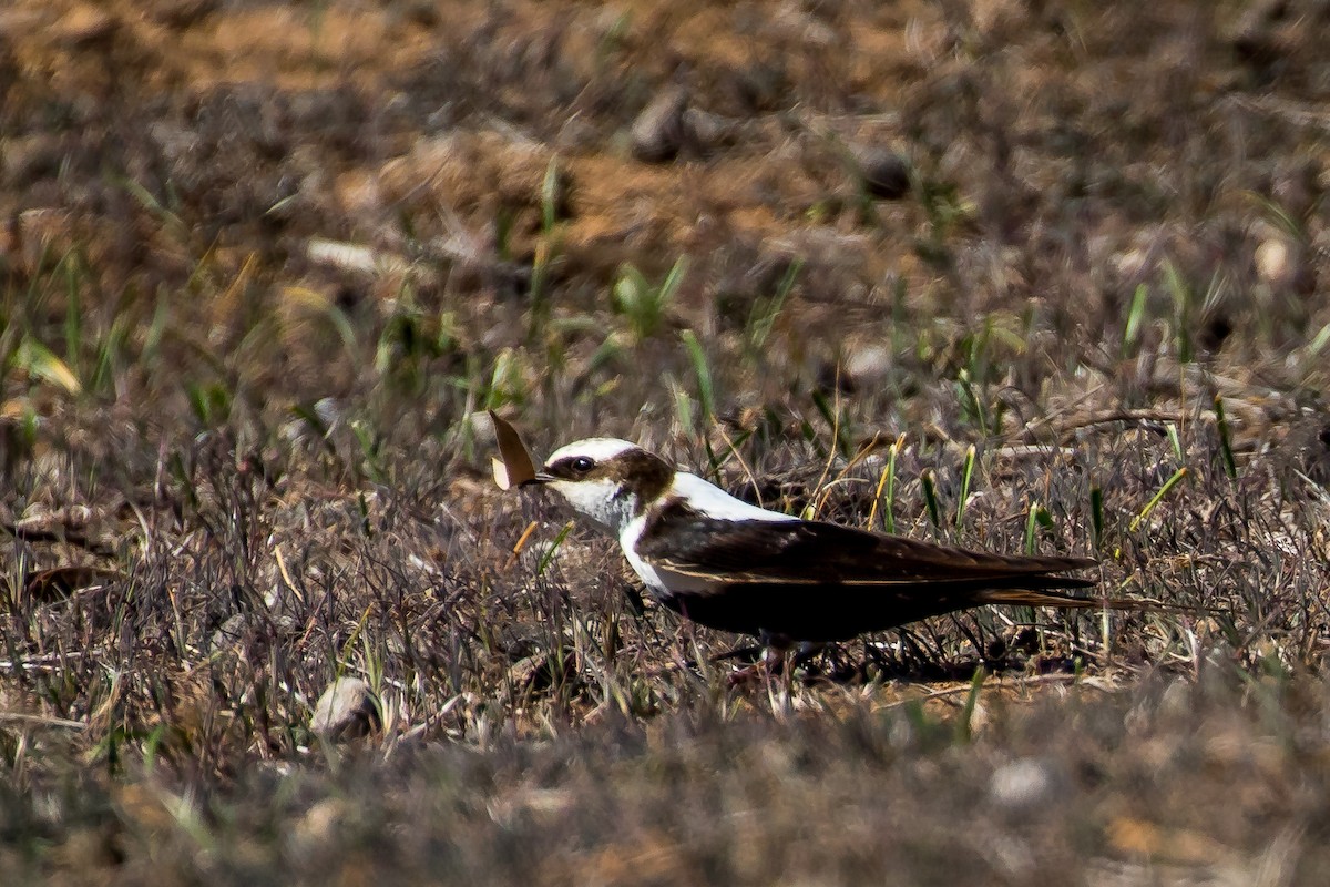 White-backed Swallow - Robert Gully