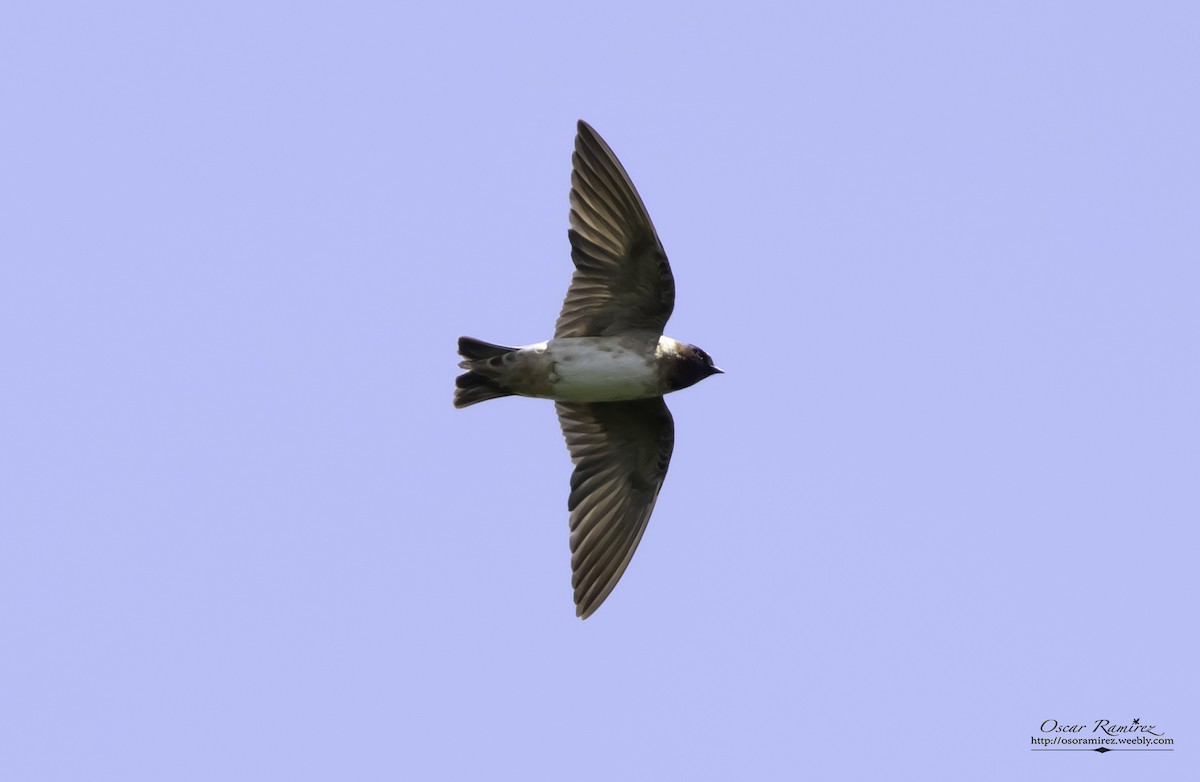 Cliff Swallow - ML114453211