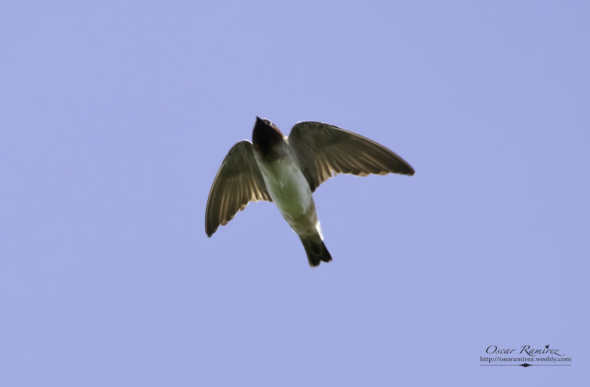 Hirondelle à front blanc - ML114453241