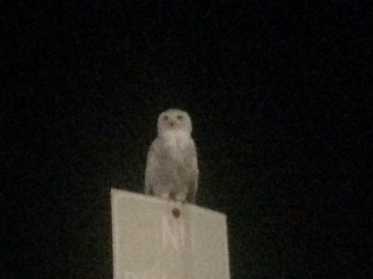Snowy Owl - ML114453711