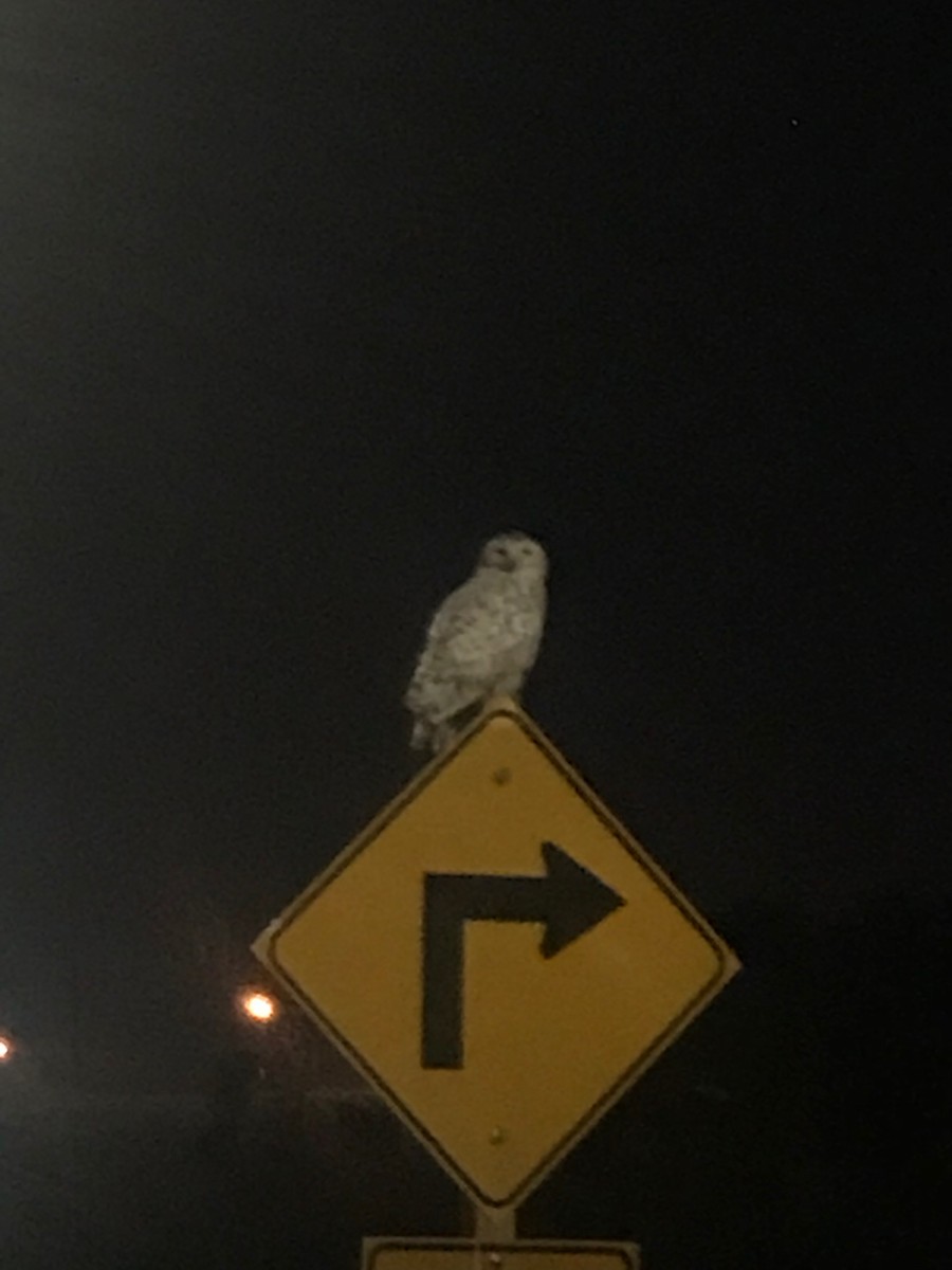 Snowy Owl - ML114453741
