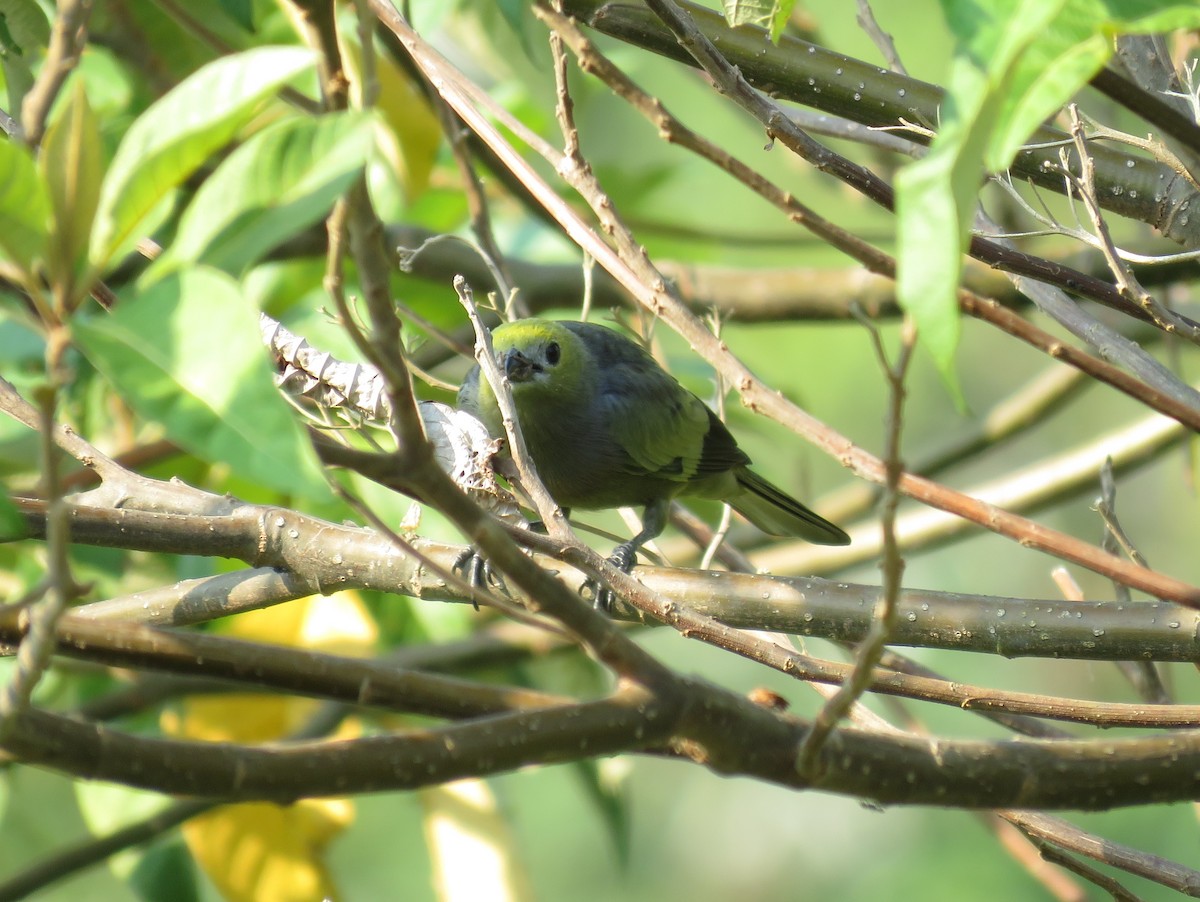 Palm Tanager - Miguel Alvan