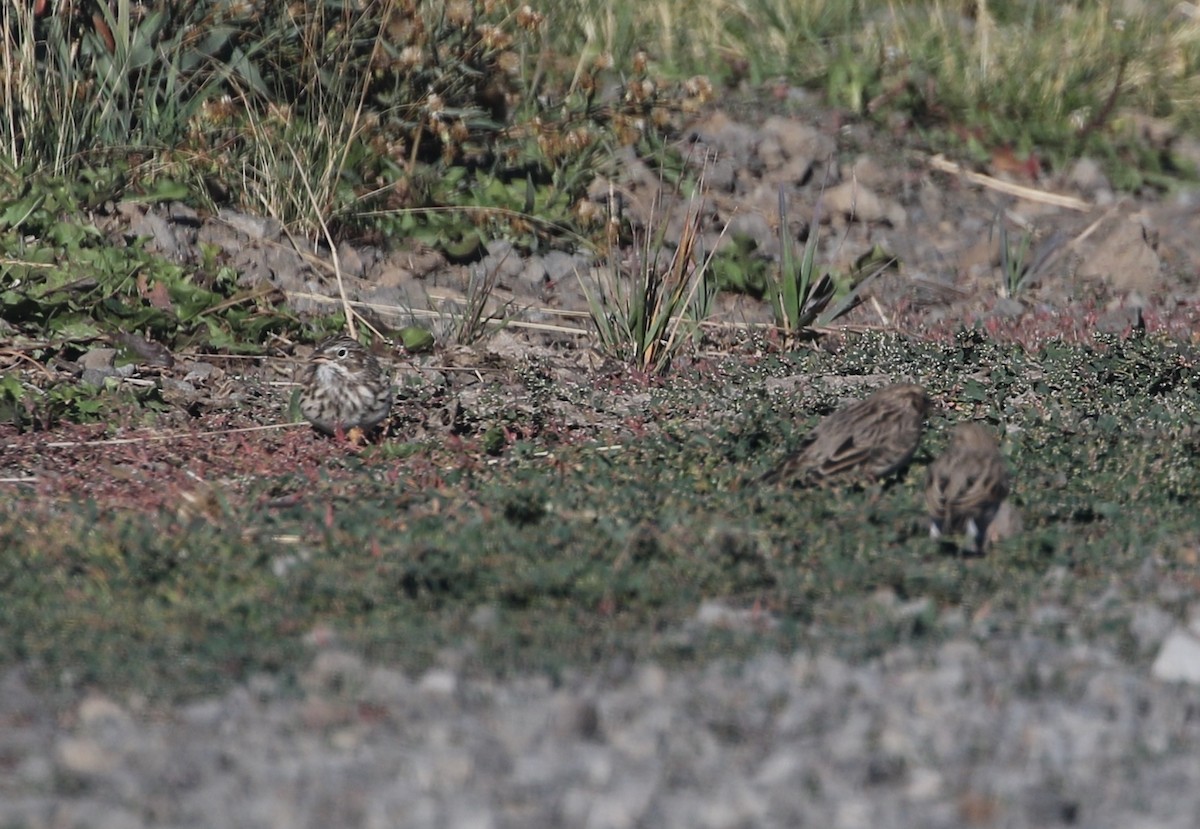 Vesper Sparrow - ML114454691