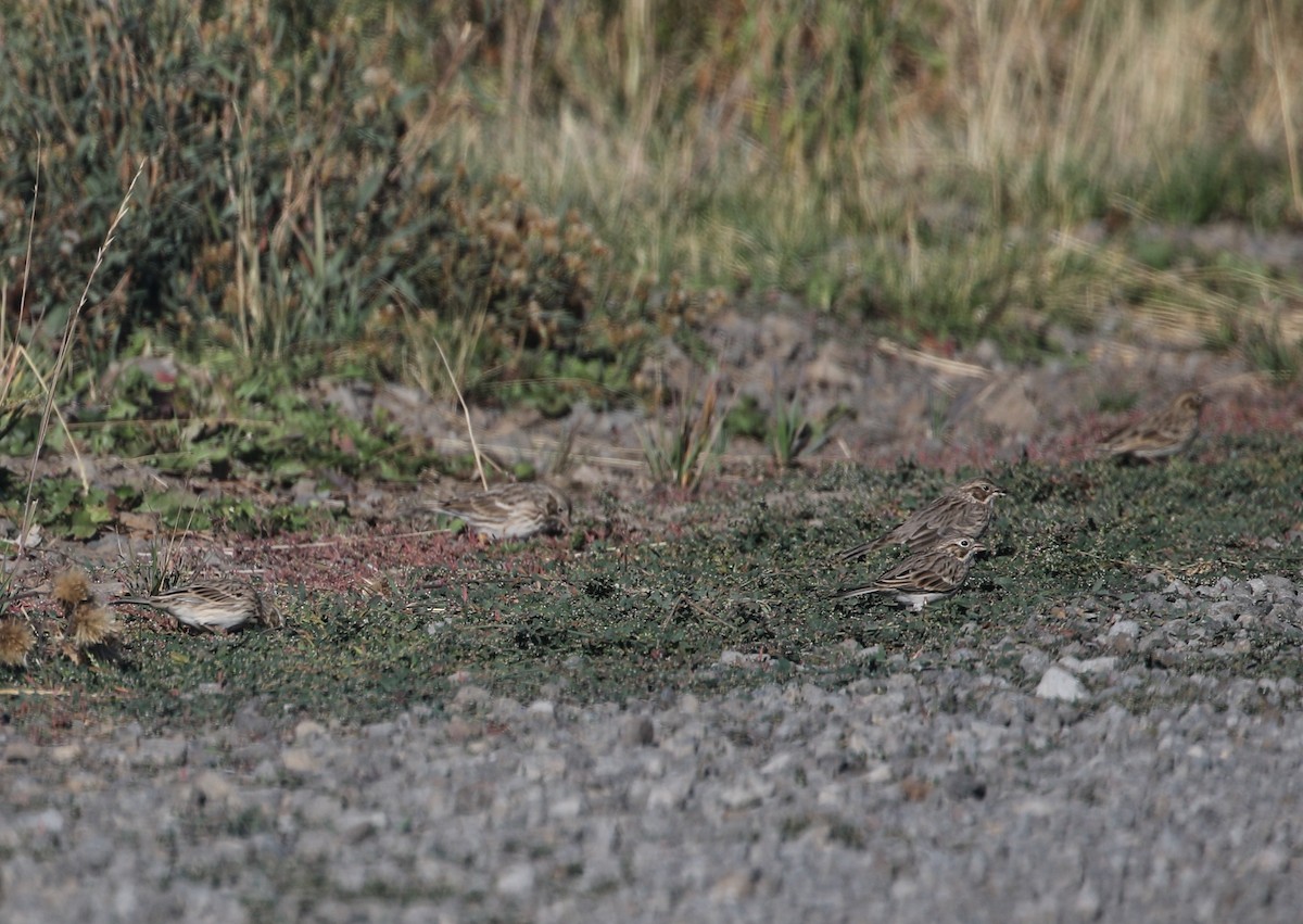 Vesper Sparrow - ML114454701
