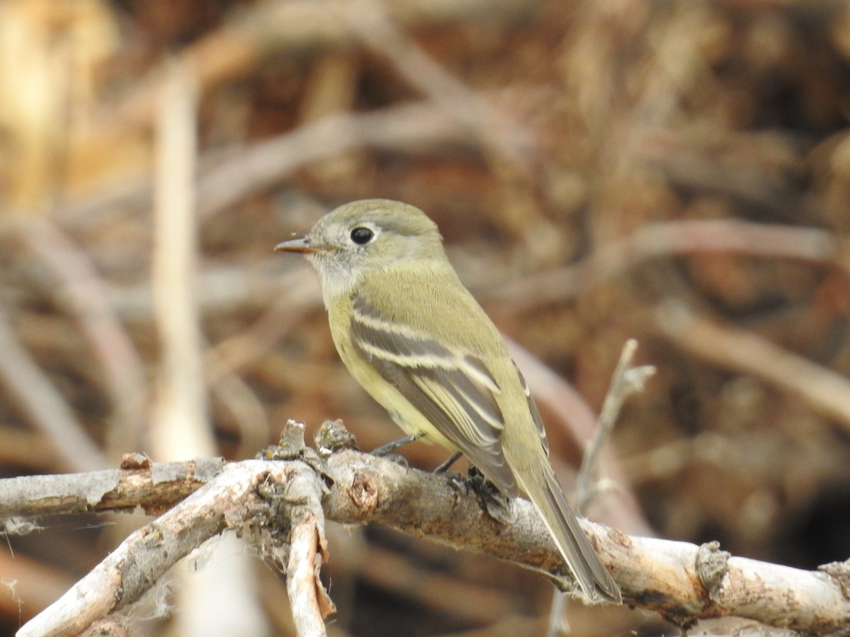 Hammond's Flycatcher - ML114455611