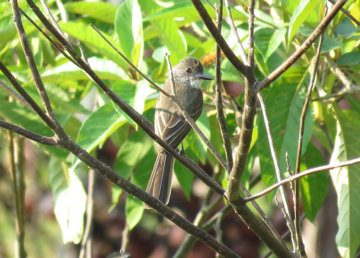 Short-crested Flycatcher - Miguel Alvan