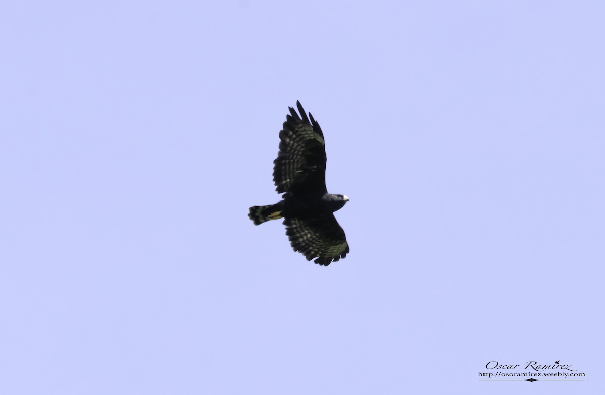 Short-tailed Hawk - Oscar Ramirez Alan