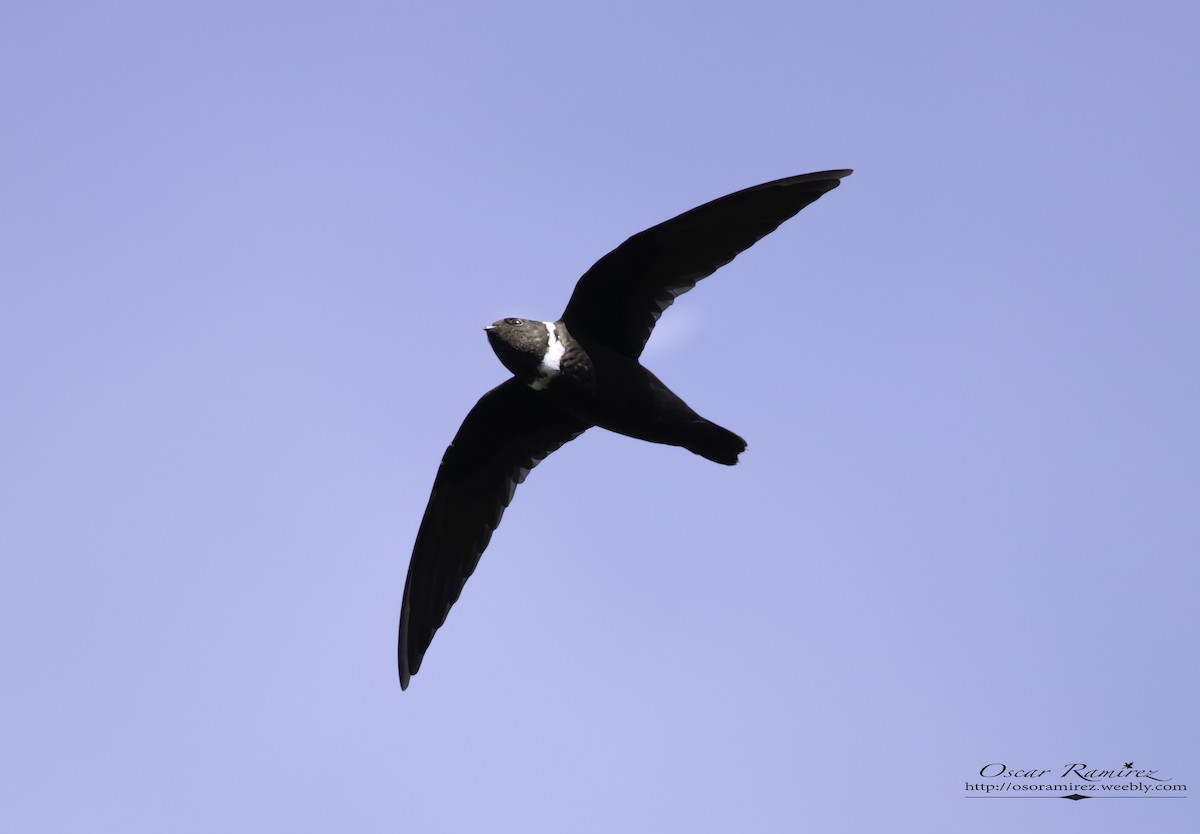 White-collared Swift - ML114456061