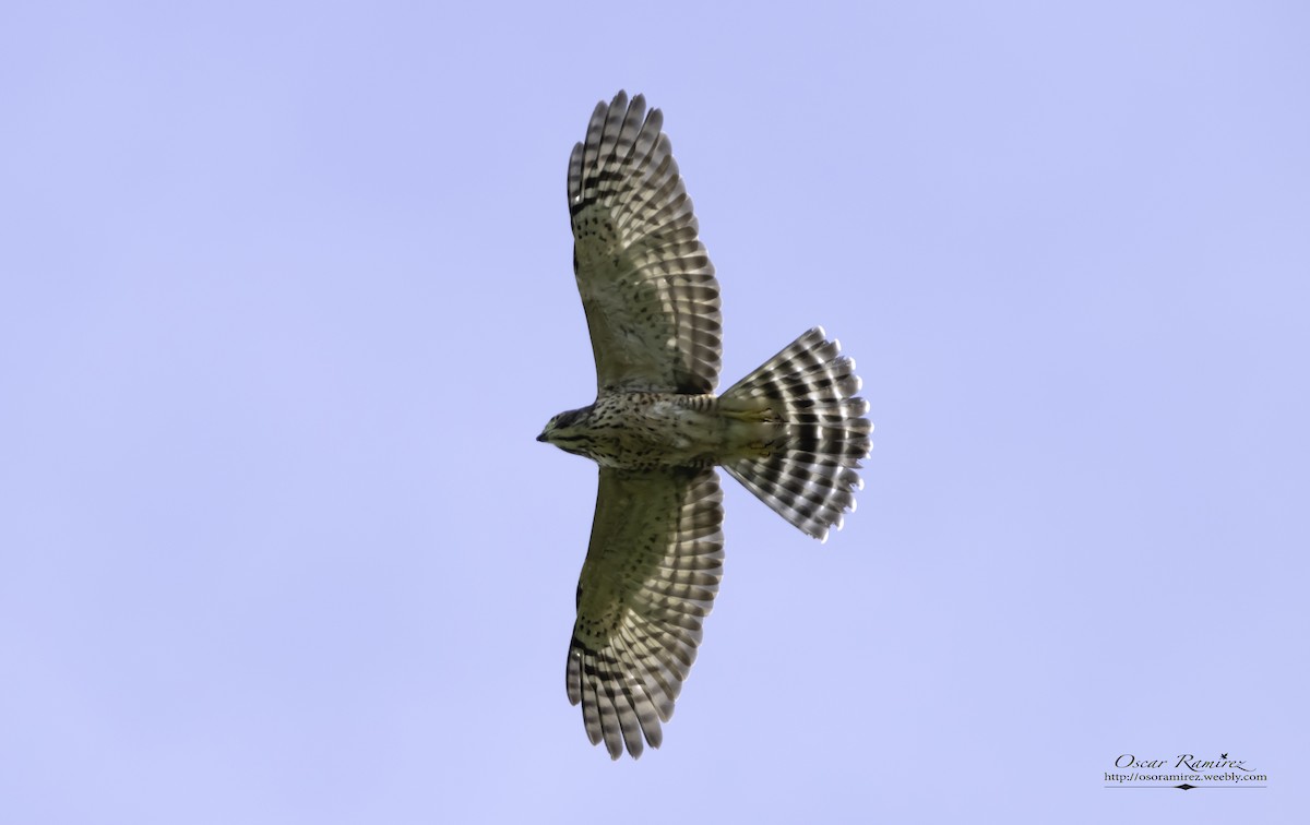 Double-toothed Kite - Oscar Ramirez Alan