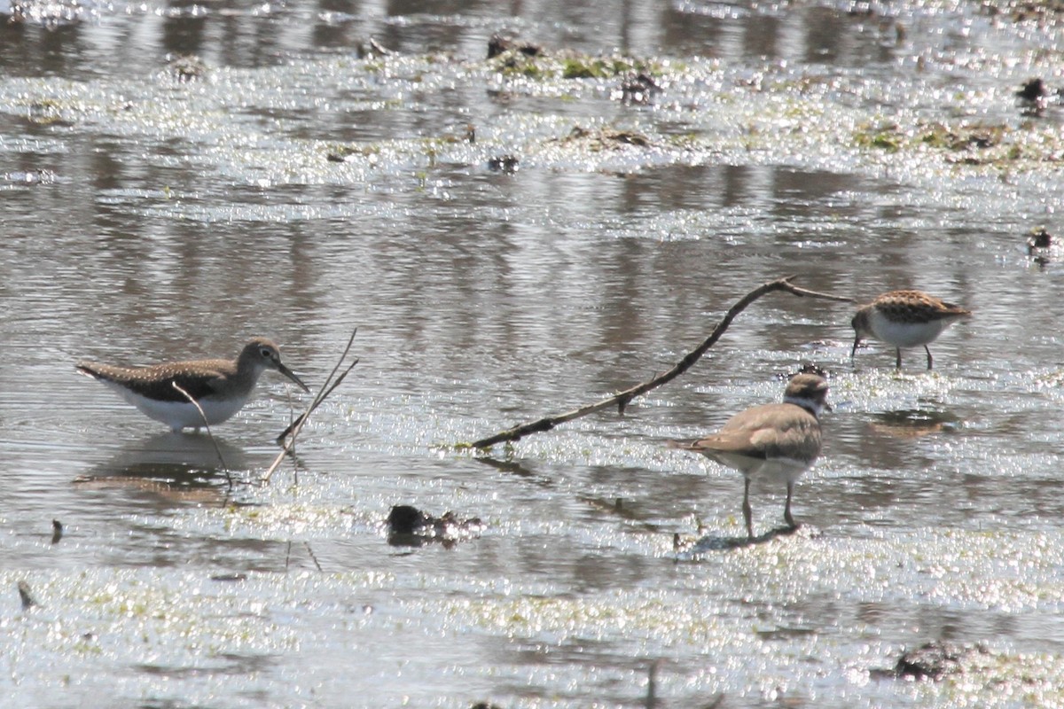 Solitary Sandpiper - ML114457161