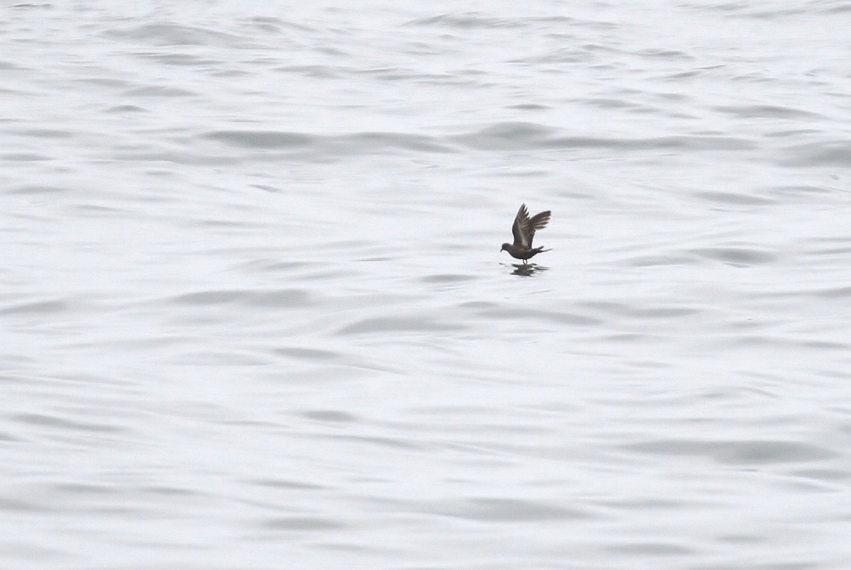 Ashy Storm-Petrel - Alex Lamoreaux