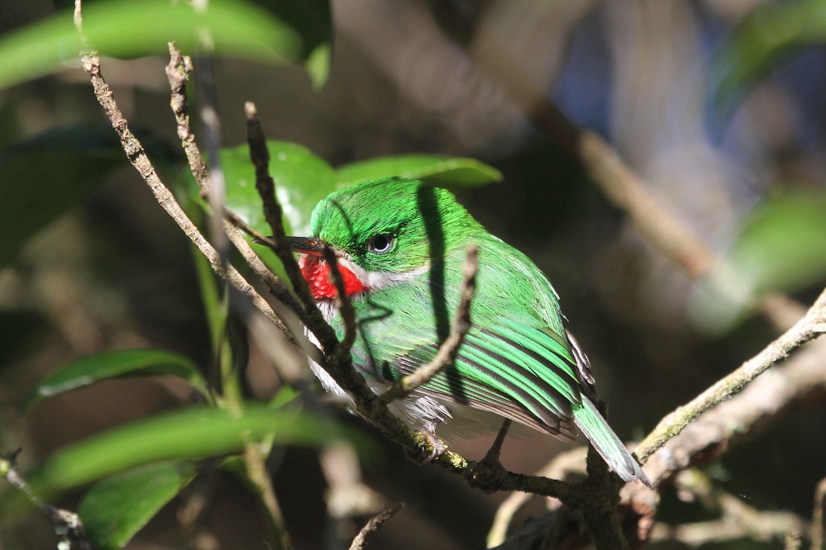 Narrow-billed Tody - ML114459321