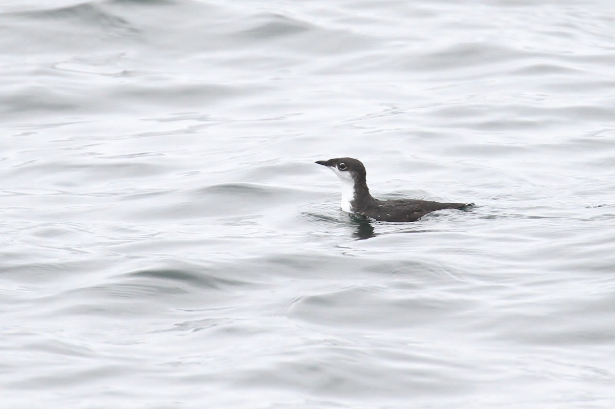 Scripps's Murrelet - ML114459411