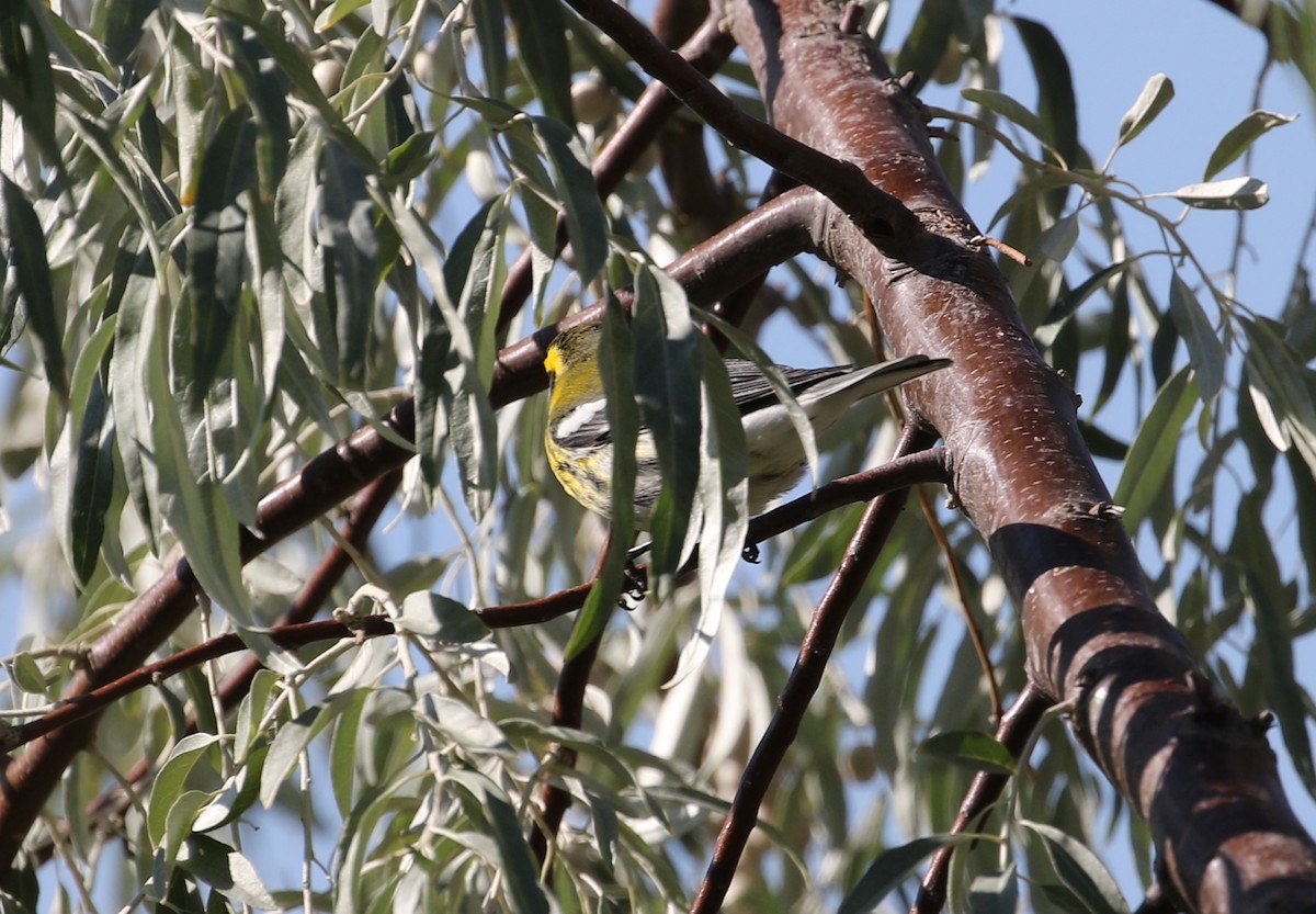 Townsend's Warbler - ML114460851