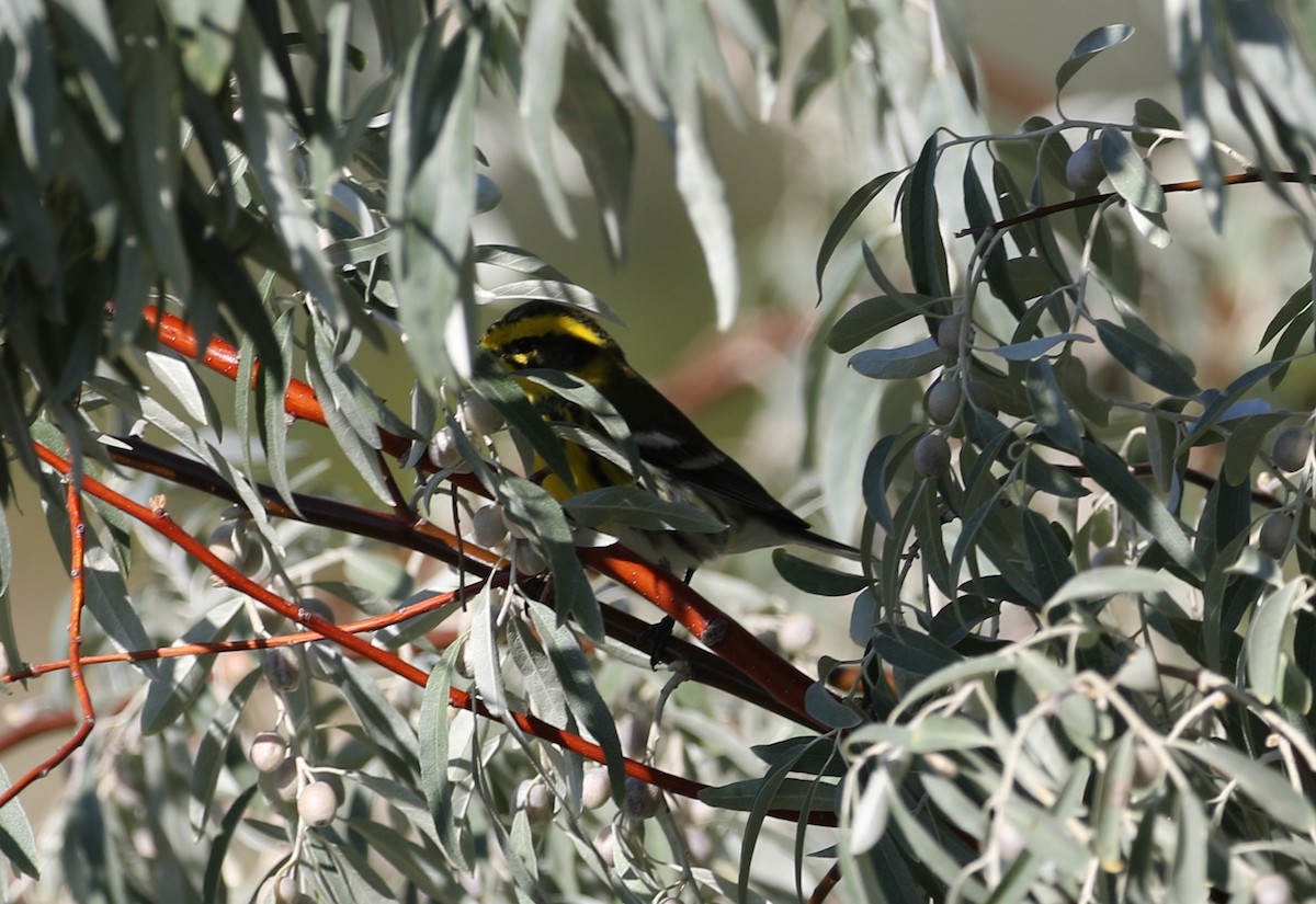 Townsend's Warbler - ML114460861