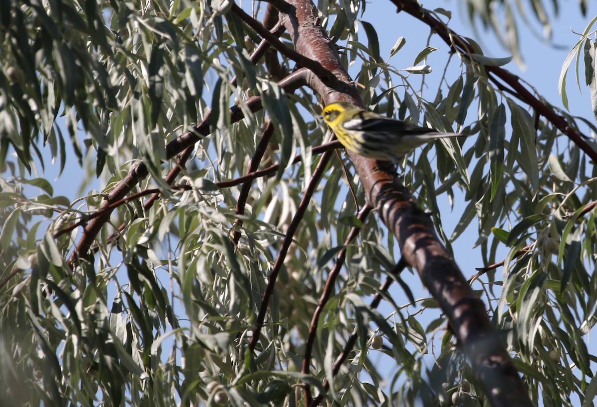 Townsend's Warbler - ML114460871