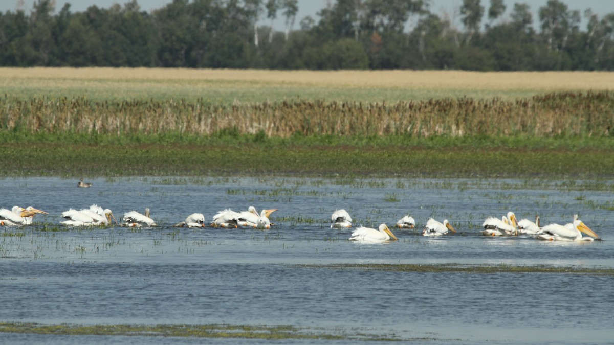 American White Pelican - ML114461631