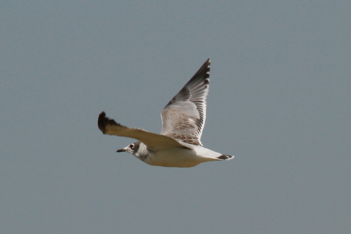 Franklin's Gull - ML114462121