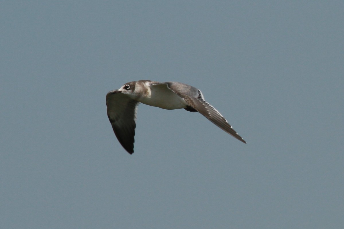 Franklin's Gull - ML114462351