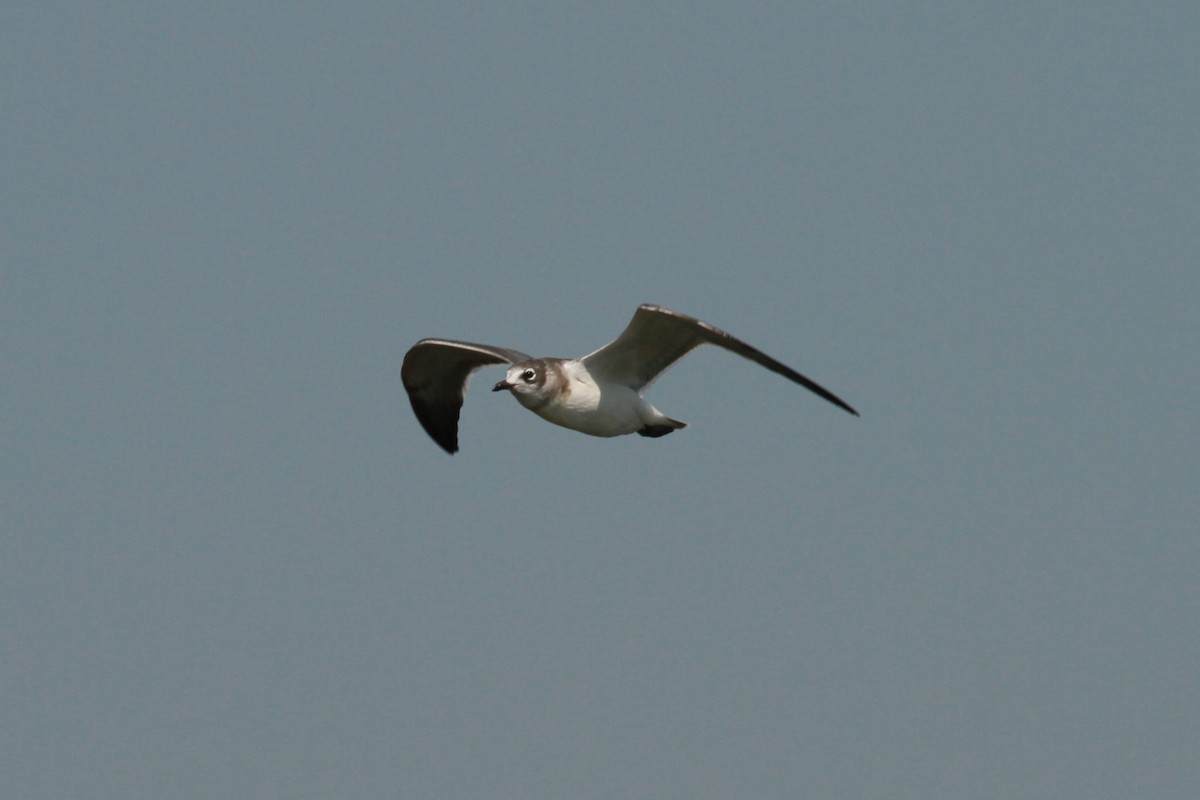 Franklin's Gull - ML114462371