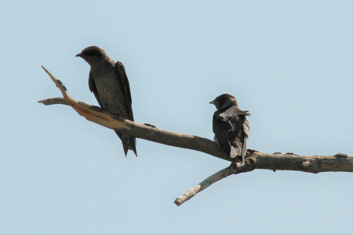 Purple Martin - ML114462521