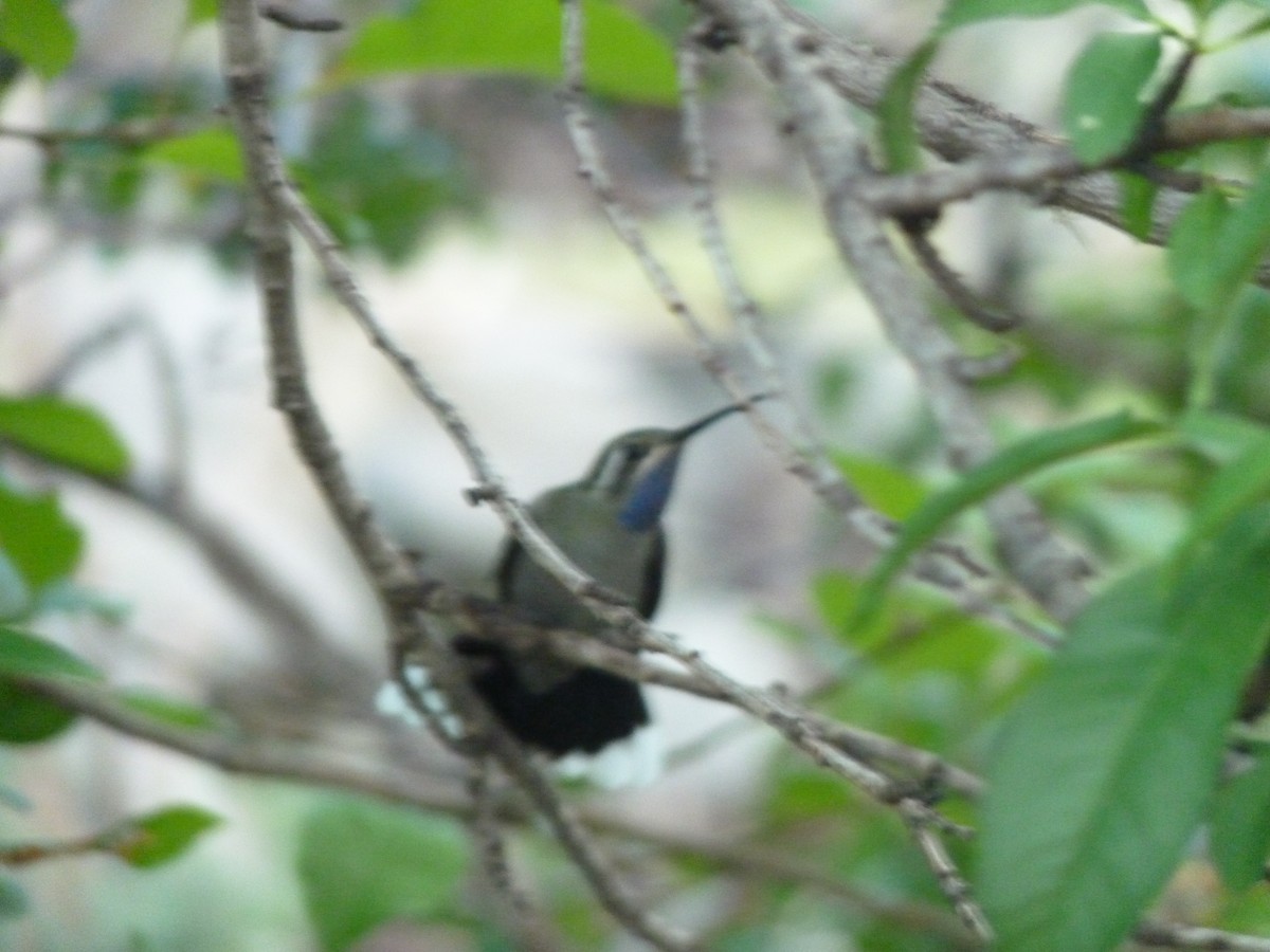 kolibřík blankytohrdlý - ML114463101