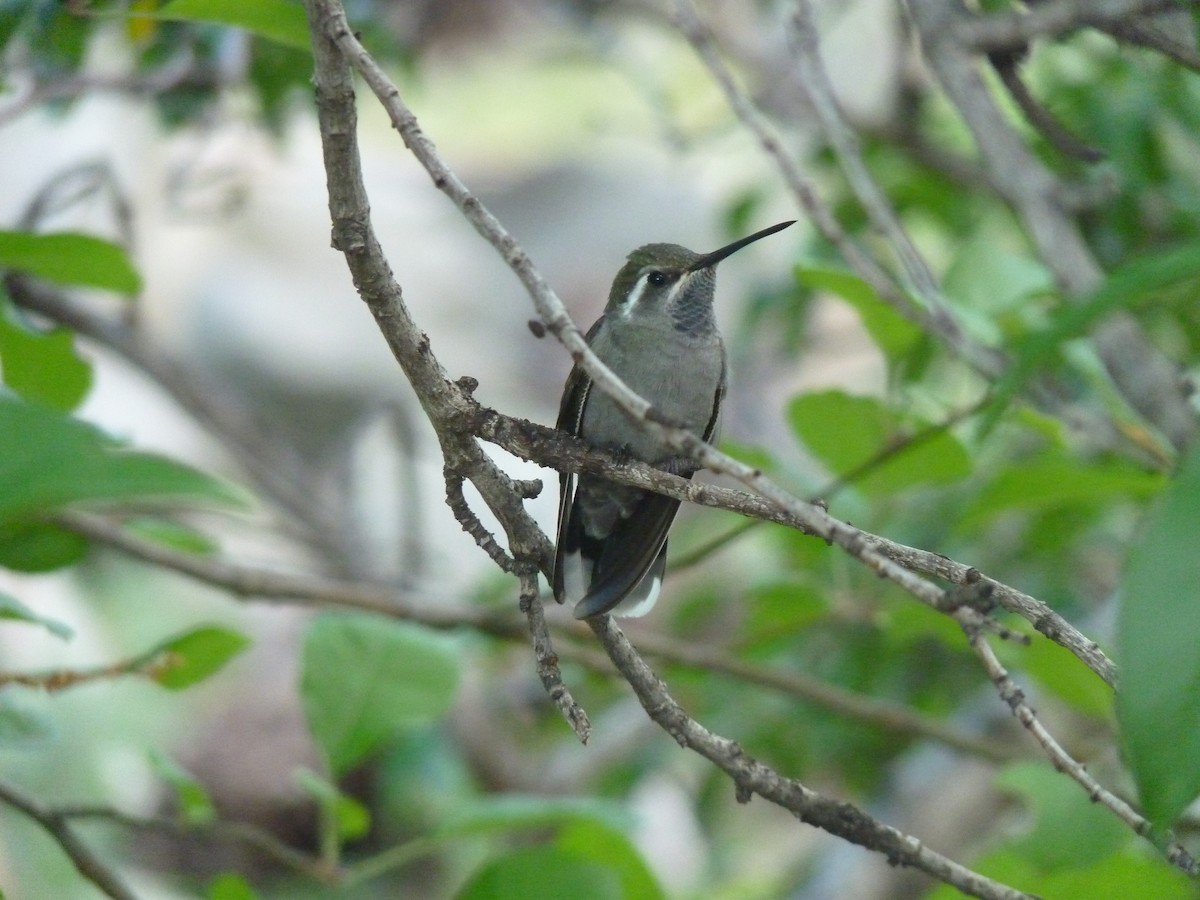 kolibřík blankytohrdlý - ML114463111