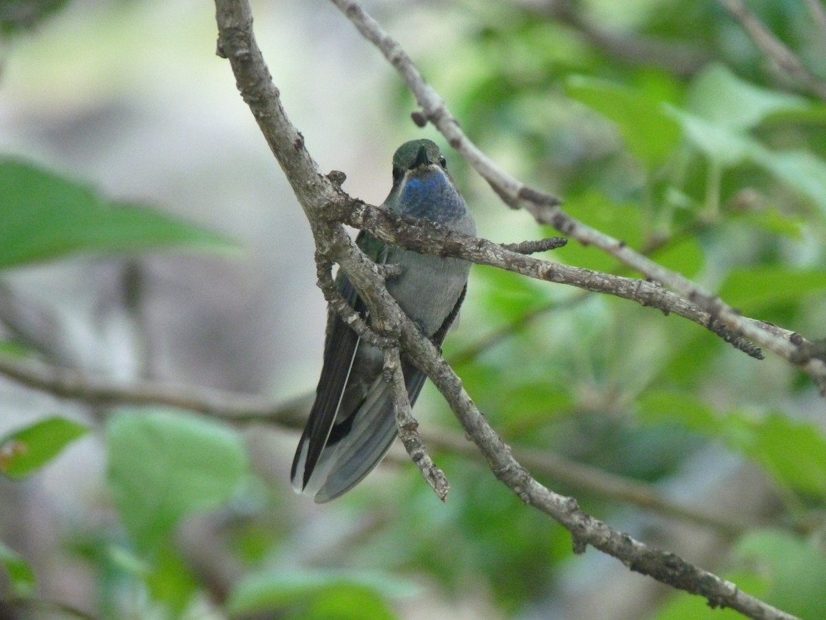 kolibřík blankytohrdlý - ML114463121