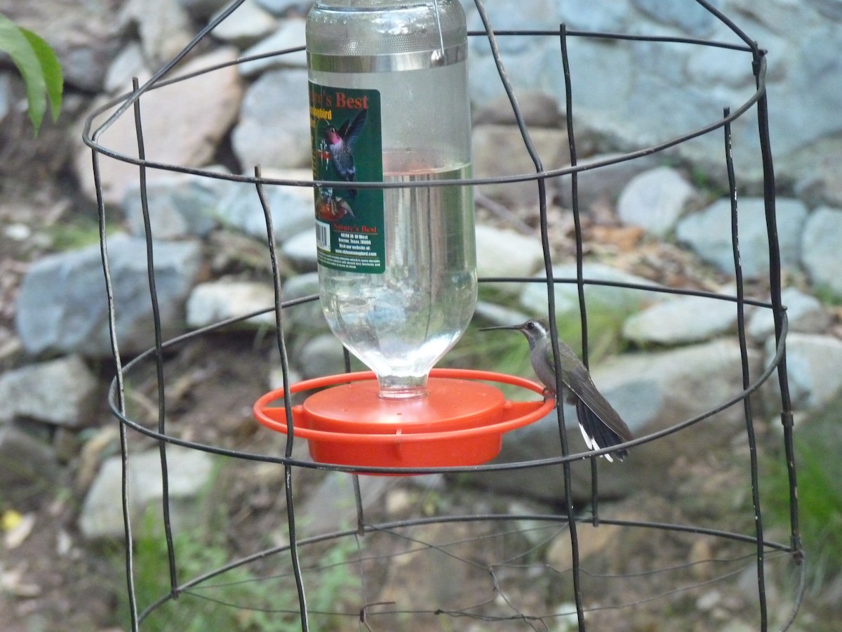 kolibřík blankytohrdlý - ML114463131