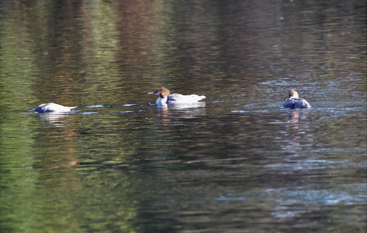 morčák velký - ML114463321