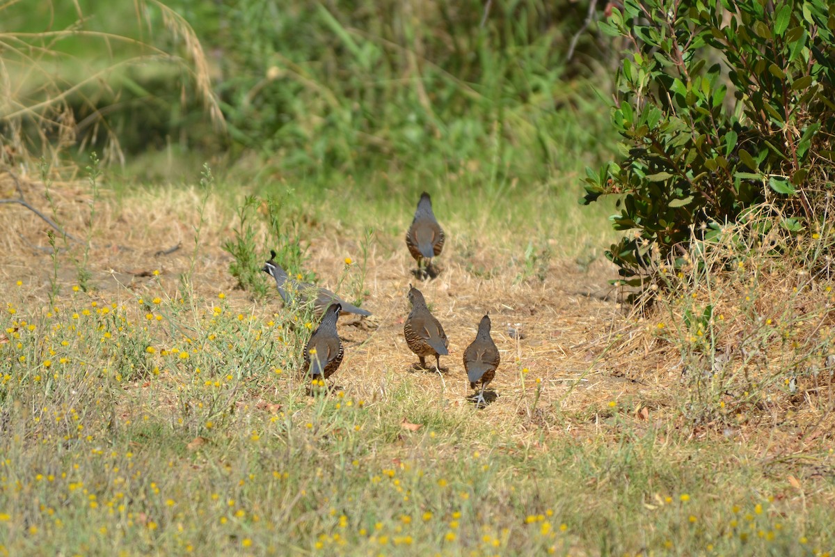 křepel kalifornský - ML114463341