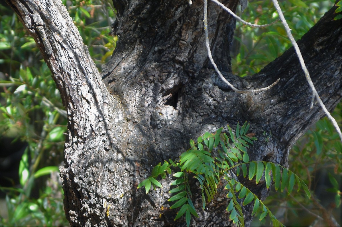 výreček západní - ML114463371