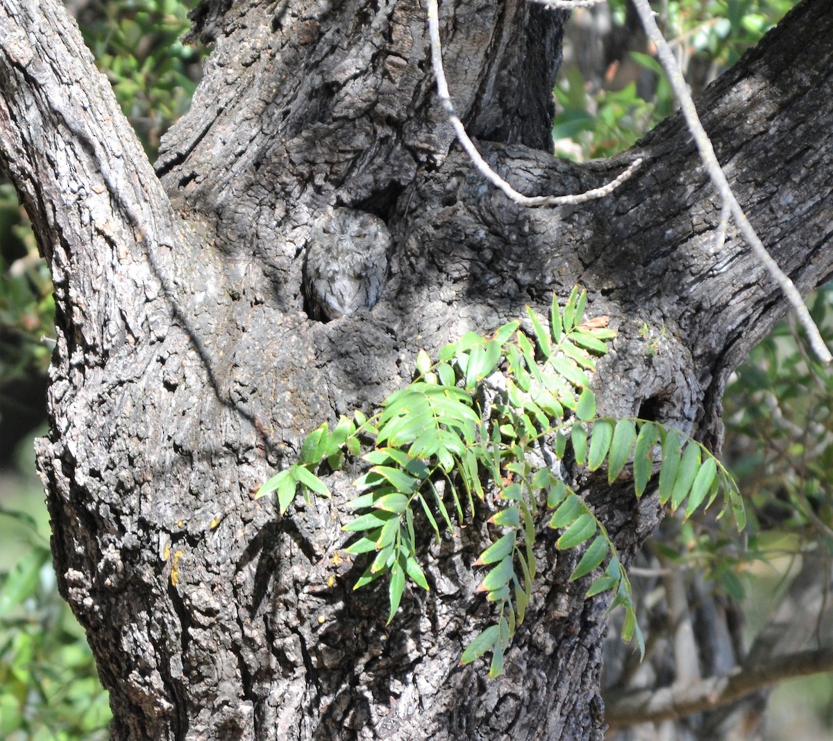 výreček západní - ML114463381