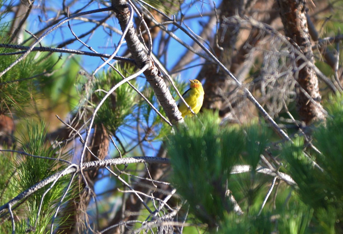 Western Tanager - ML114463421