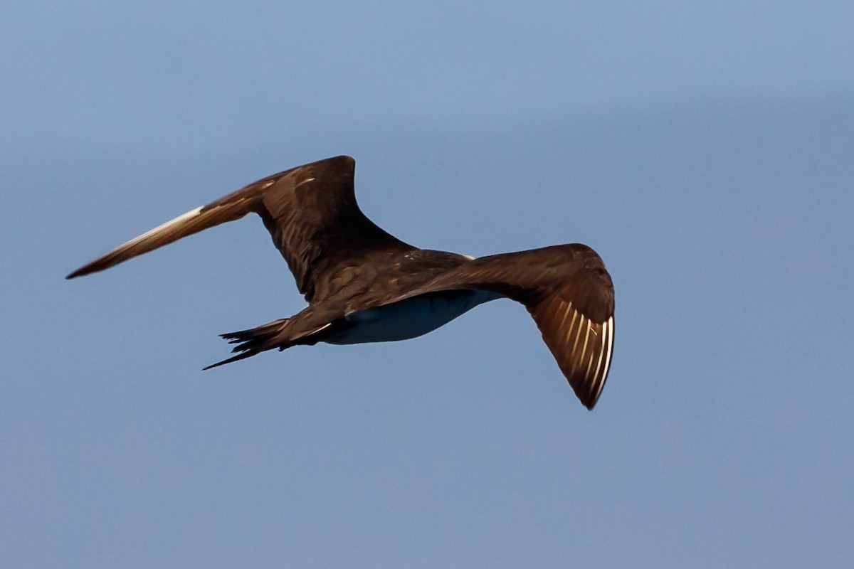 Parasitic Jaeger - ML114463731