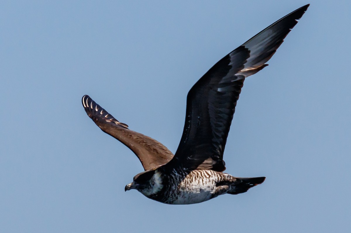 Pomarine Jaeger - ML114463741